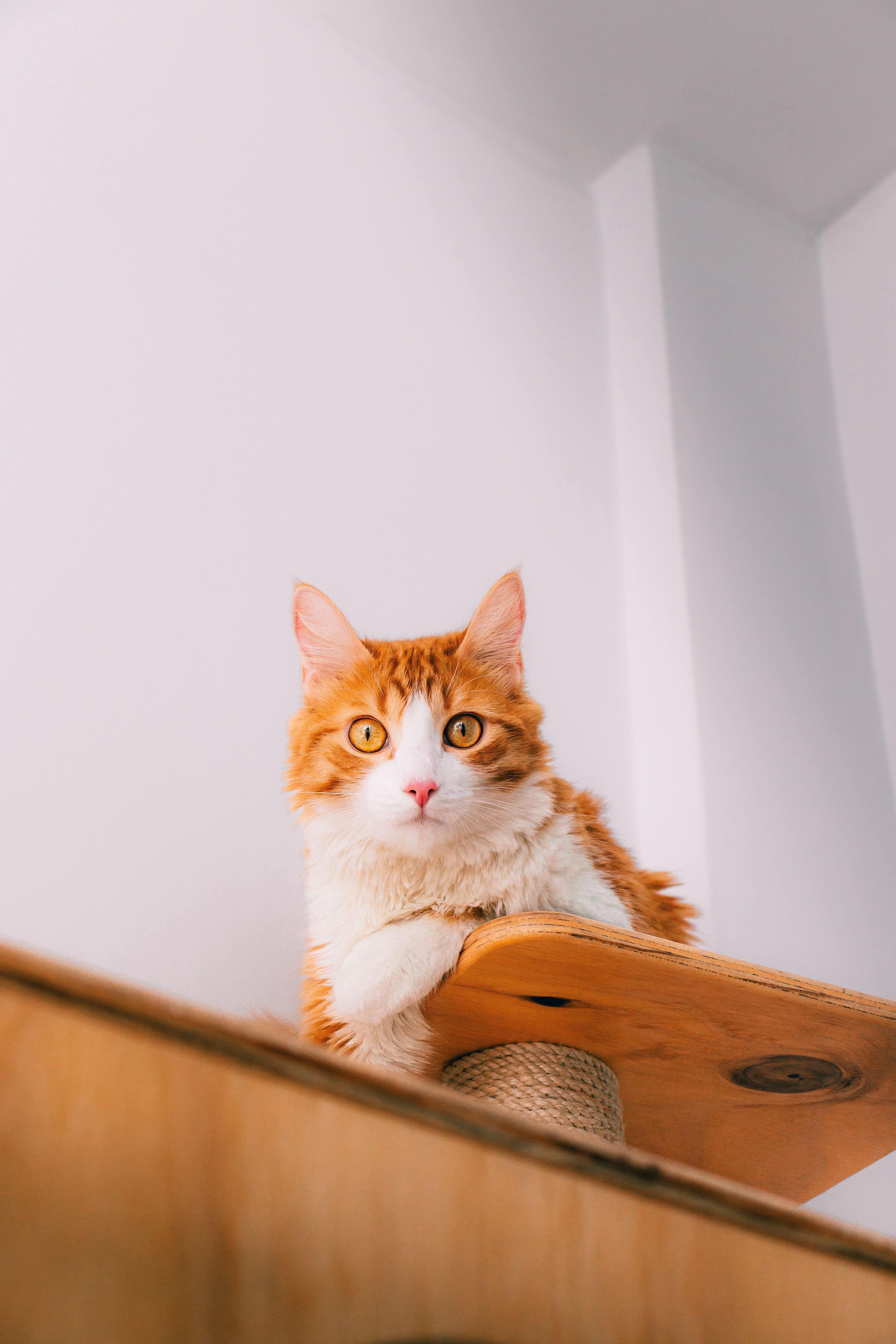 Cats